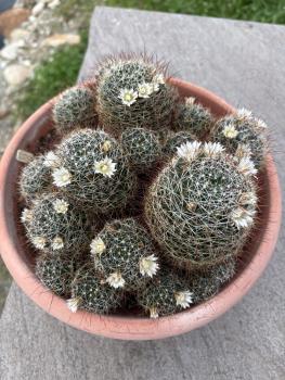Mammillaria große Gruppe2